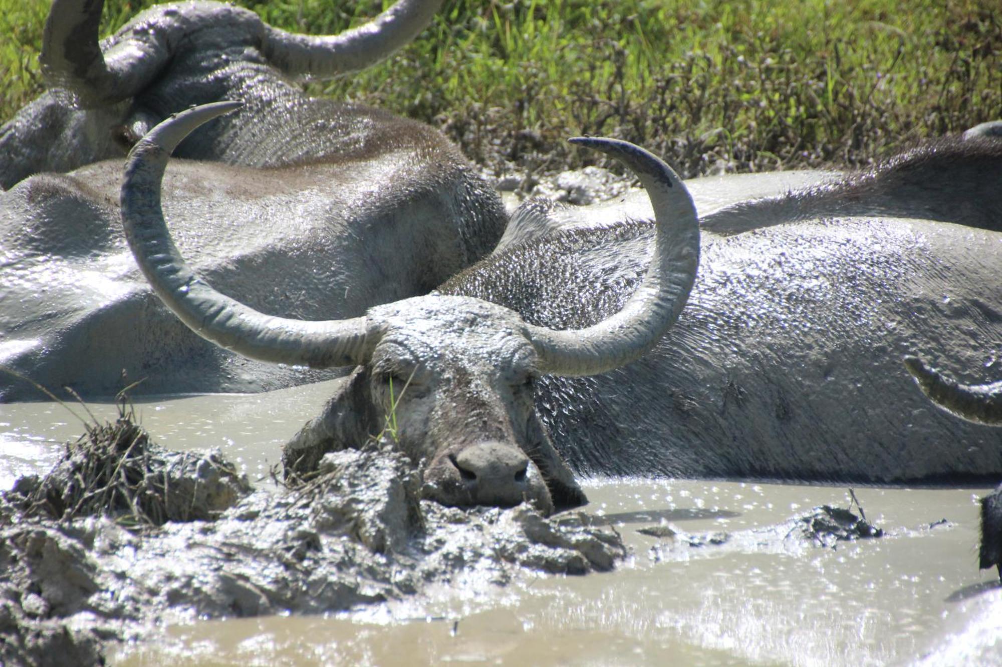 Udara Guest - Yala Safari Villa Eksteriør billede